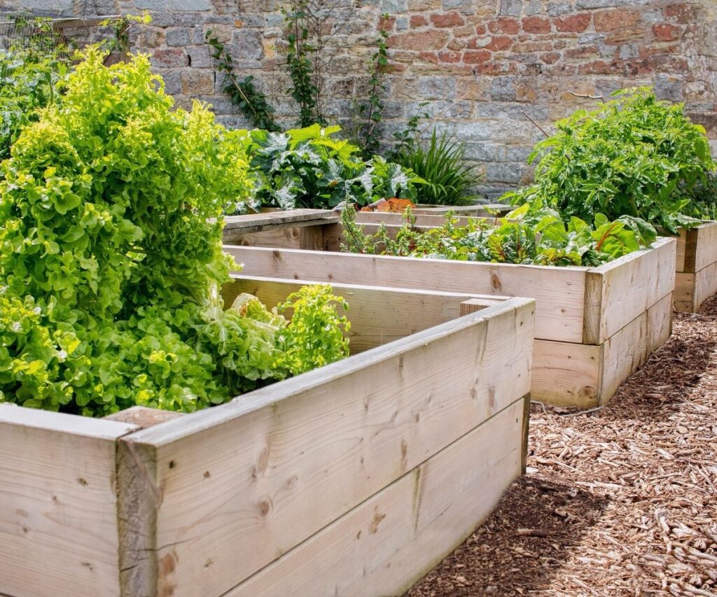 raised wooden beds for vegetable garden