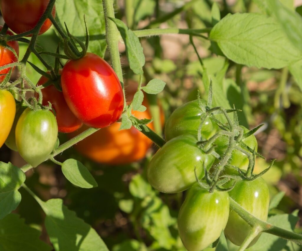 ripe and ripening tomatoes growing on a vine
