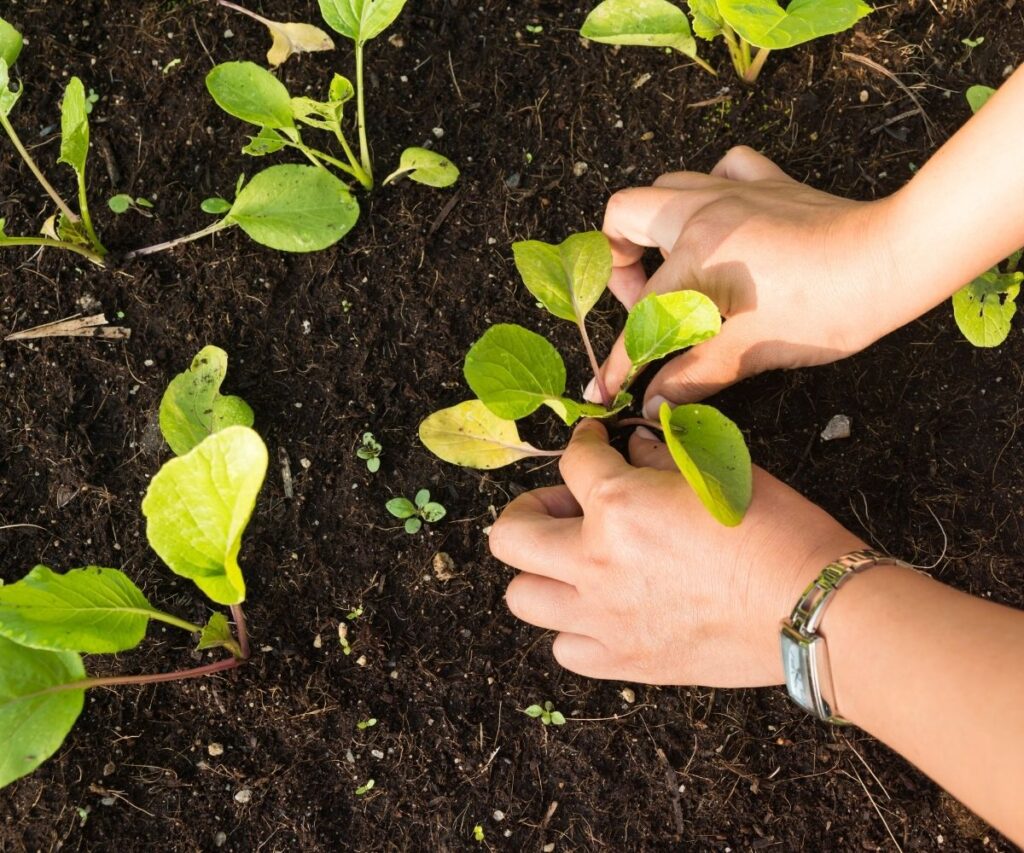 woman's hands planting small seedlings in rich soil